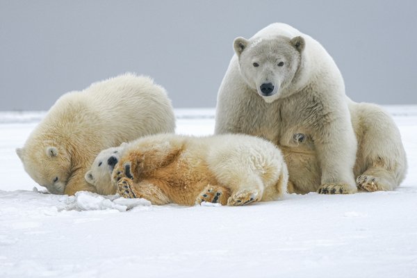 Comment organiser une expédition pour observer les ours polaires au Svalbard, Norvège?